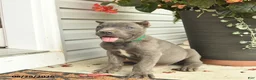 Cane Corso dogs for sale: Mason  - Ad 4