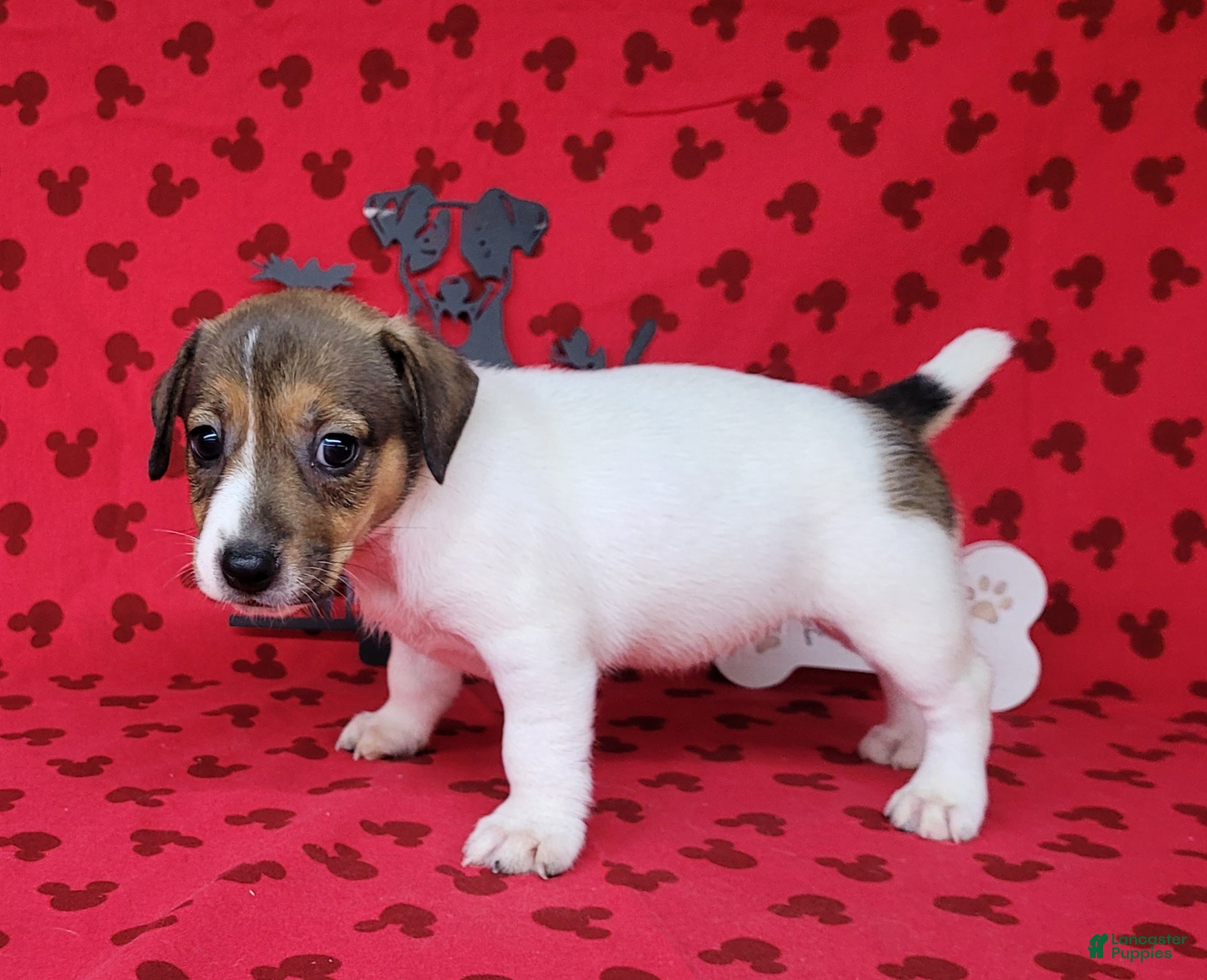 Jack Russell Terrier dogs "Pringle" CKC Reg female - Ad 2