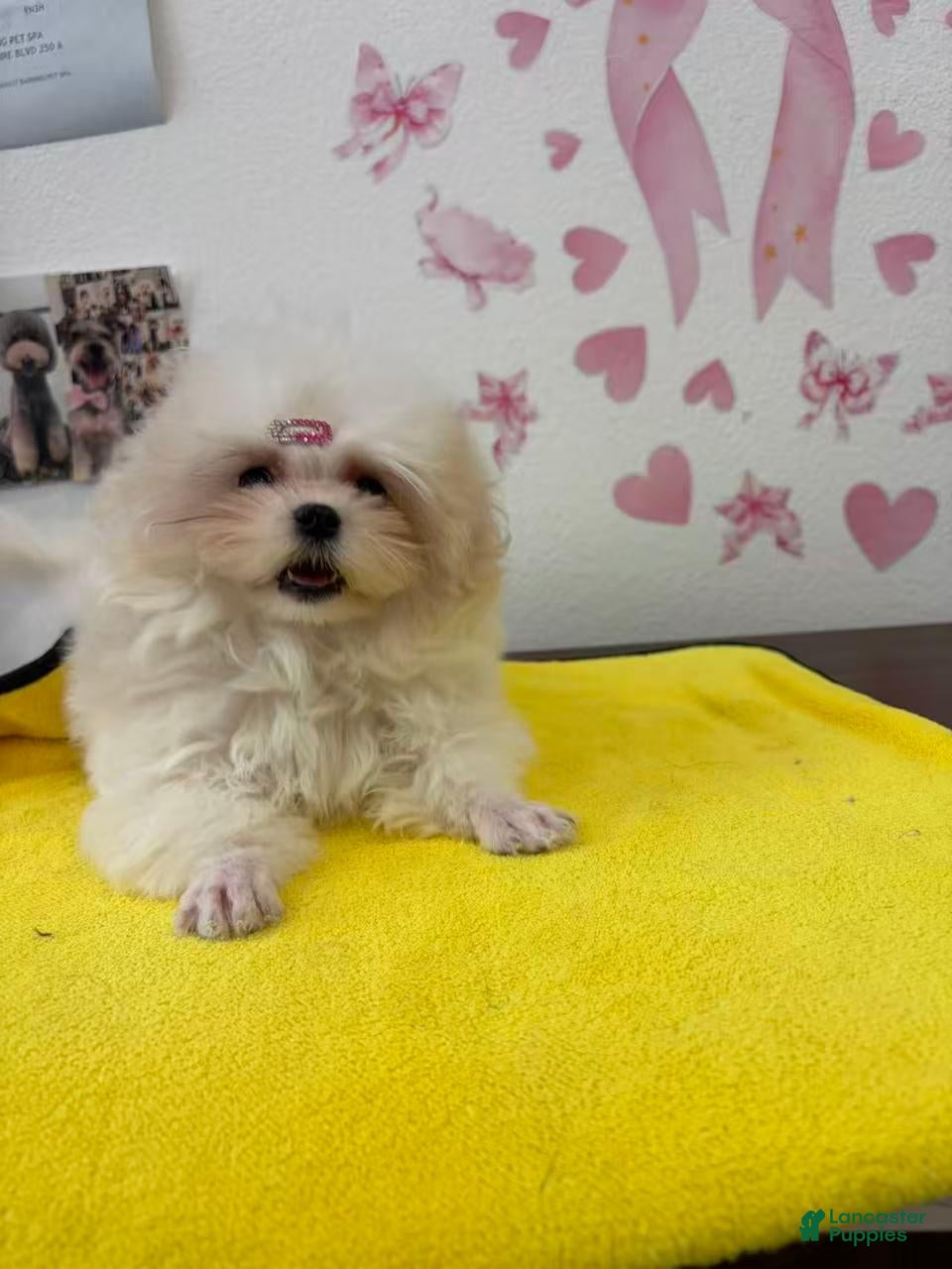 Maltese dogs Maltese 1 - Ad 5