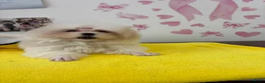Maltese 1