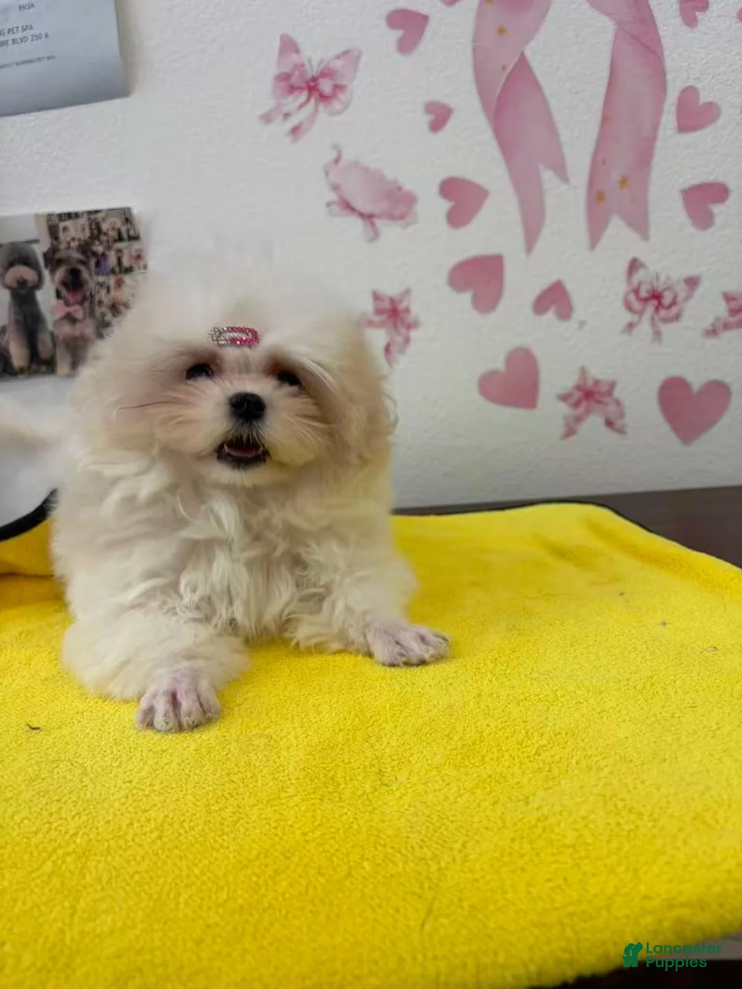 Maltese dogs for sale: Maltese 1 - Ad 1