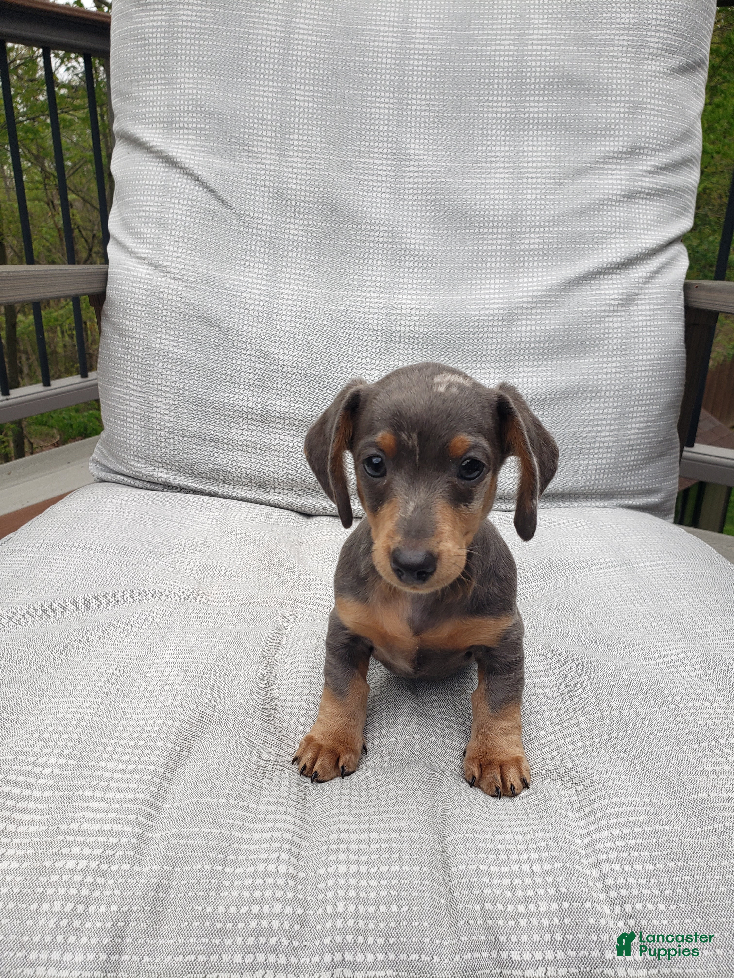 Miniature Dachshund dogs for sale: Miniature Dachshund Puppy 2 - Ad 1