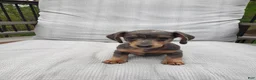Miniature Dachshund dogs for sale: Miniature Dachshund Puppy 2 - Ad 4