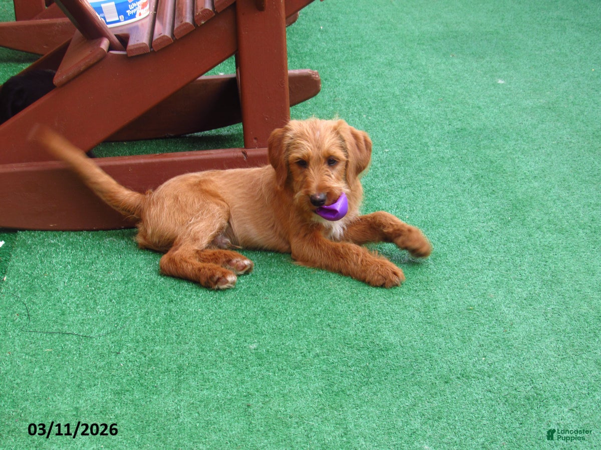 Labradoodle dogs Scott - Ad 1