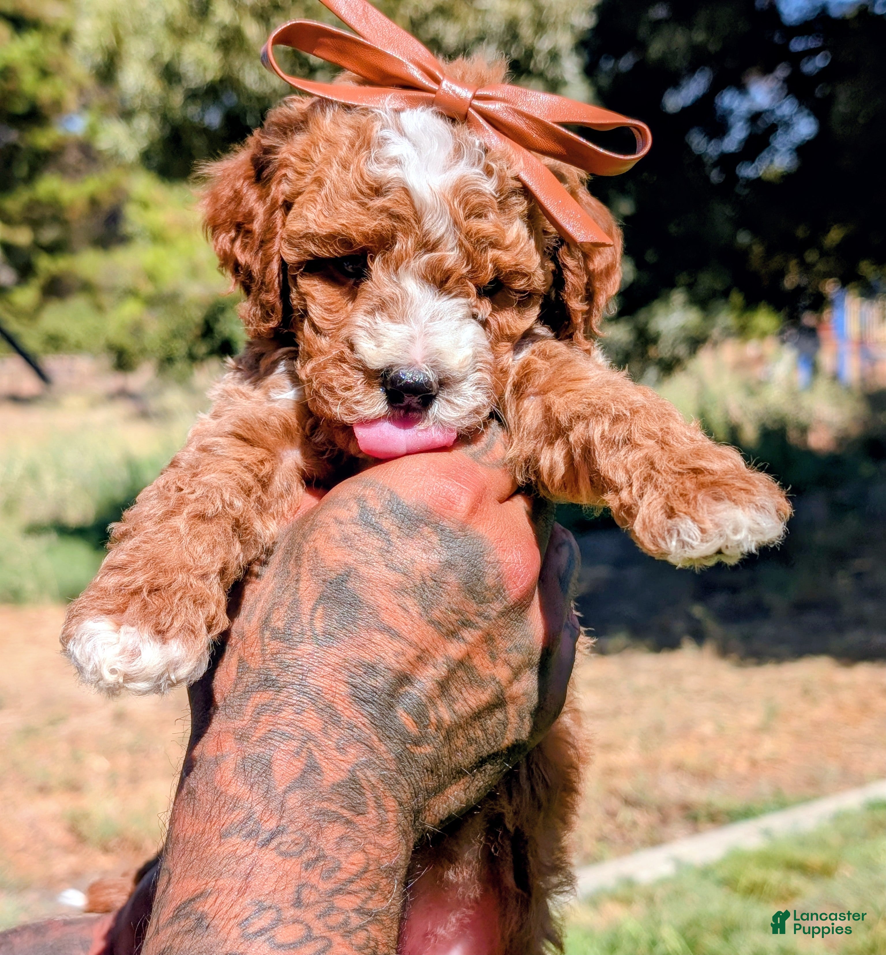 Cavapoo dogs Sweet Potato - Ad 2