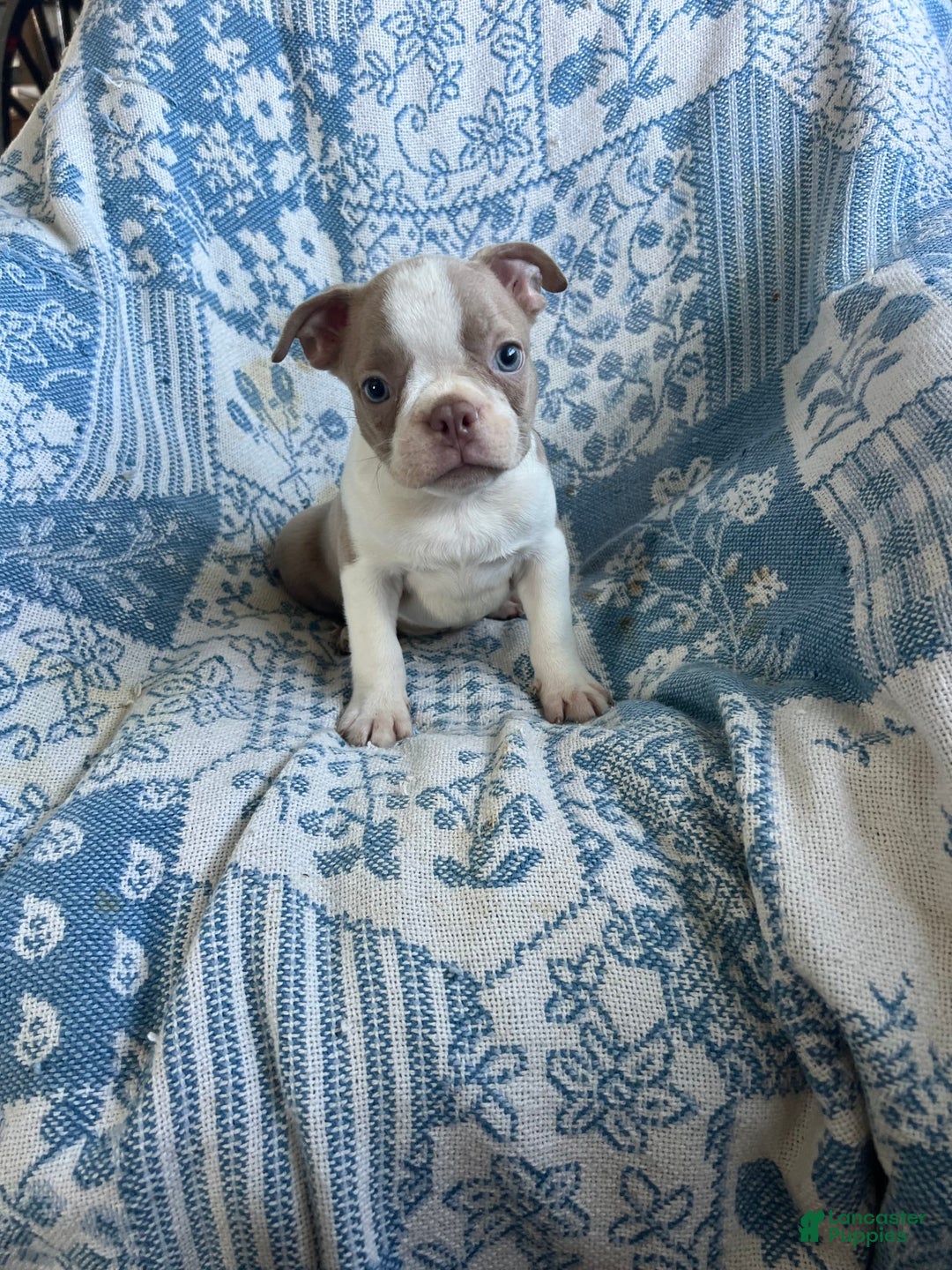 Boston Terrier dogs for sale: Carson - Ad 1