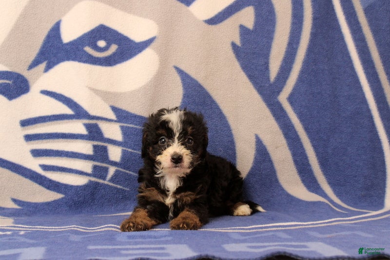 Mini Bernedoodle dogs Earl - Ad 1