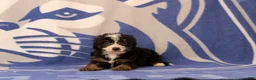 Mini Bernedoodle dogs for sale: Earl - Ad 1