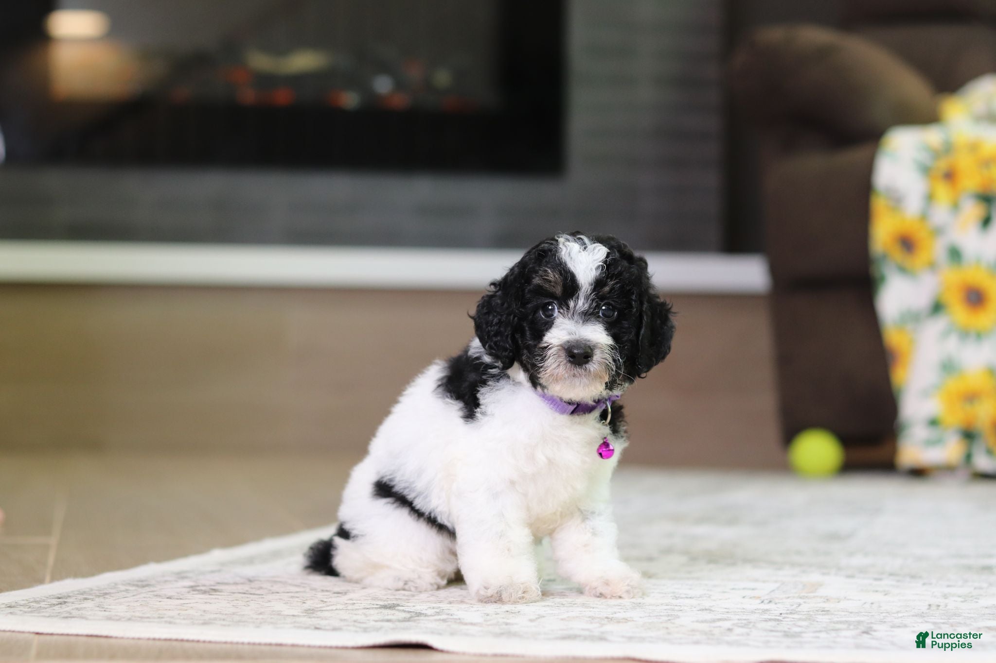 Miniature Poodle dogs Millie - Ad 2