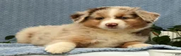 Miniature Australian Shepherd dogs for sale: Riley - Ad 7