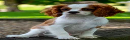Cavalier King Charles Spaniel dogs for sale: Murray - Ad 3