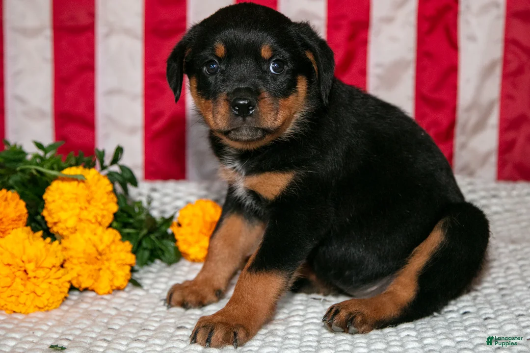 Rottweiler dogs for sale: Tilly - Ad 3