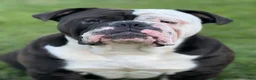Olde English Bulldogge dogs for sale: Olde English Bulldogge 1 - Ad 6