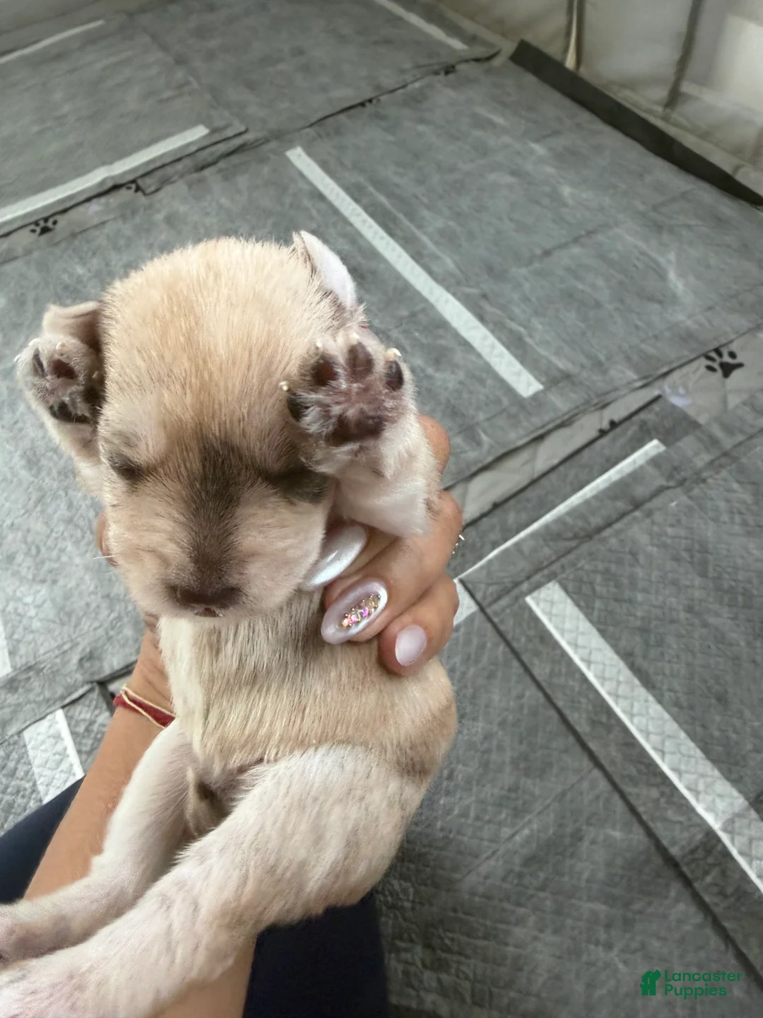 Miniature Schnauzer dogs for sale: Miniature Schnauzer Puppy 4 - Ad 2