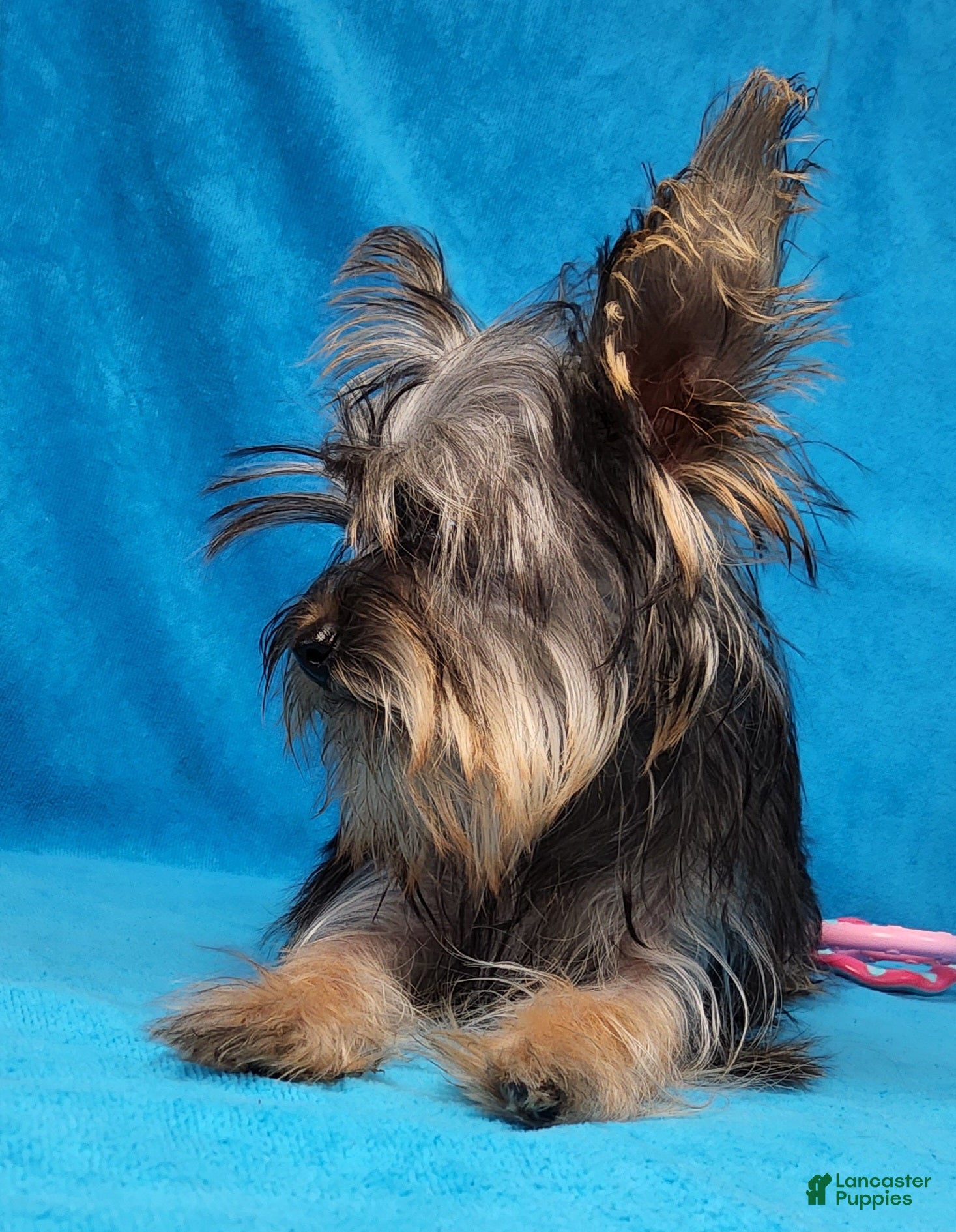 Yorkshire Terrier dogs Dynamite Zenith - Ad 2