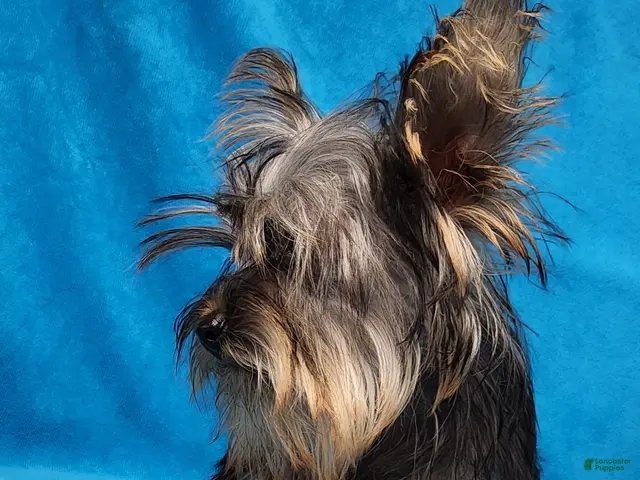 Yorkshire Terrier dogs for sale: Dynamite Zenith - Ad 2