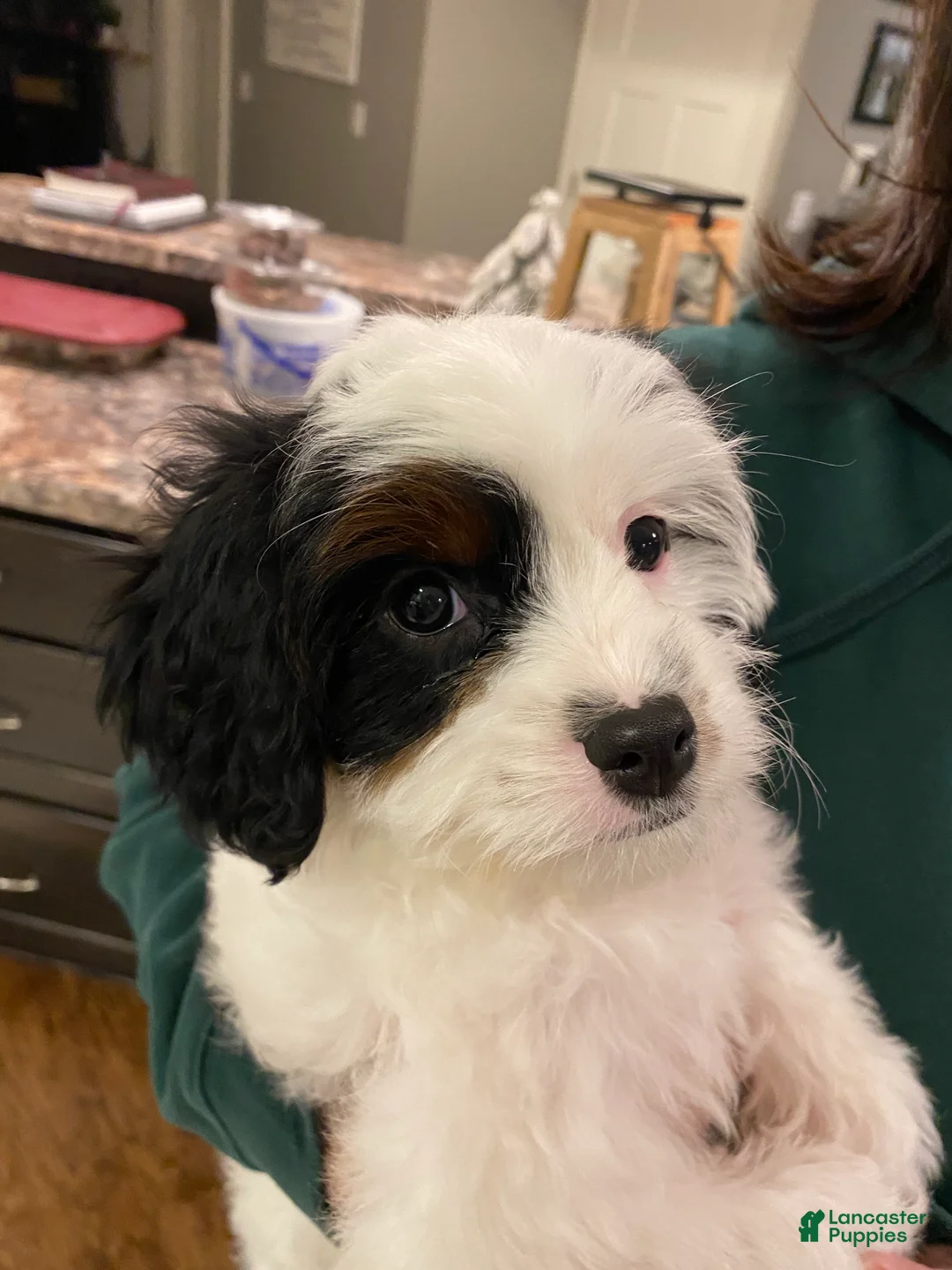 Cavapoo dogs for sale: Mocha  - Ad 5