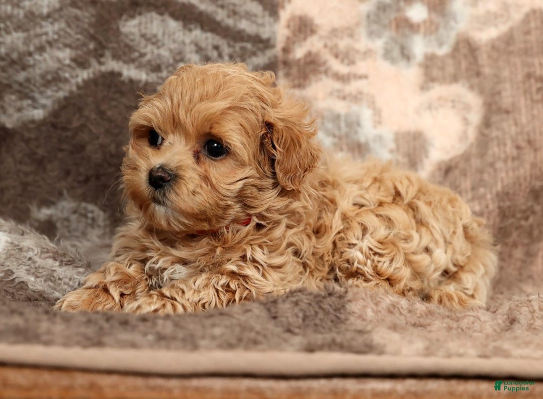 Maltipoo dogs for sale: Bella - Ad 2