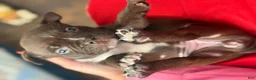 American Bully dogs for sale: American Bully Puppy 1 - Ad 2