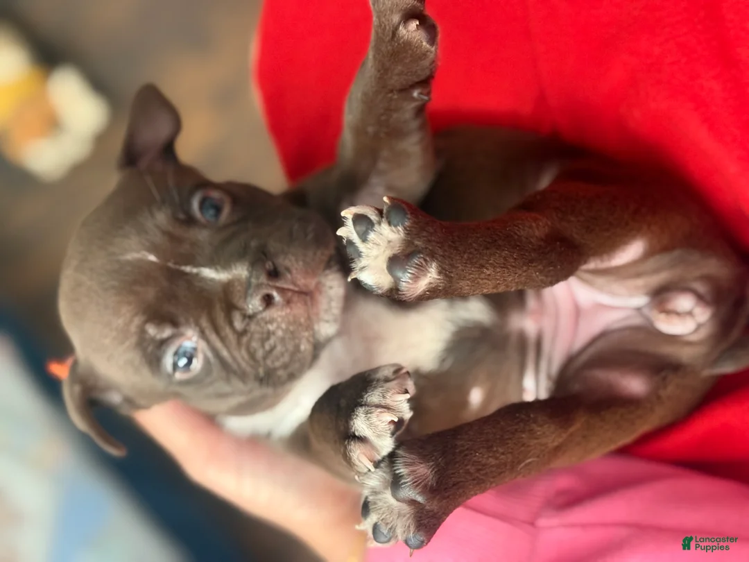 American Bully dogs for sale: American Bully Puppy 1 - Ad 2