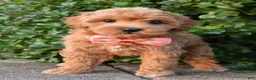 Shihpoo dogs for sale: Sadie - Ad 5