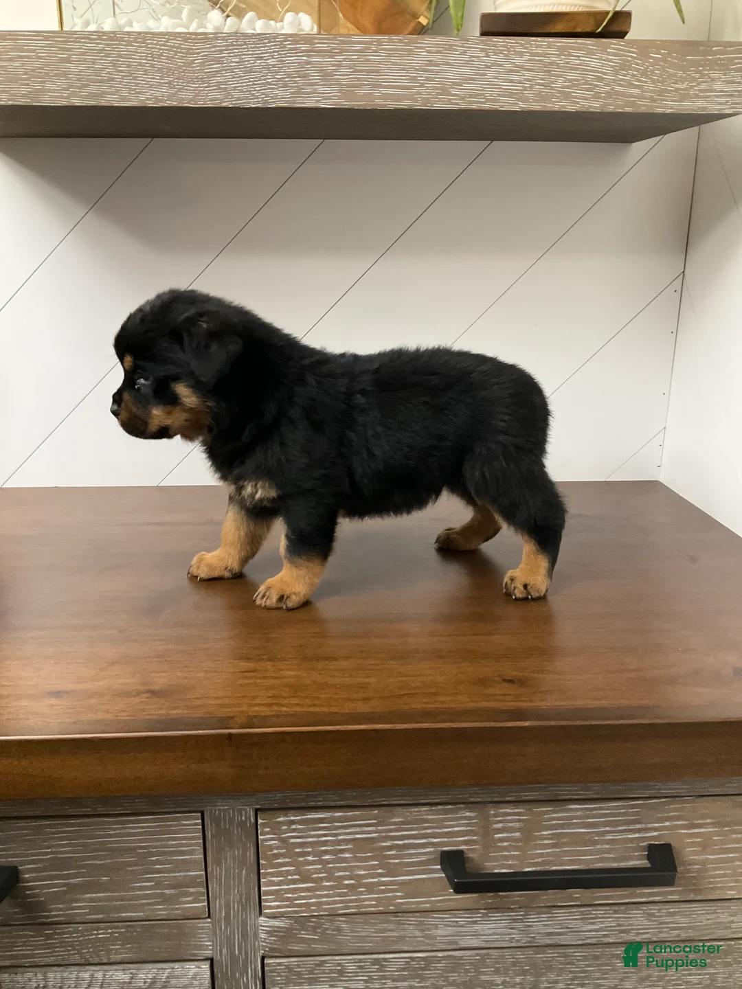 Rottweiler dogs for sale: Rottweiler Puppy 4 - Ad 3