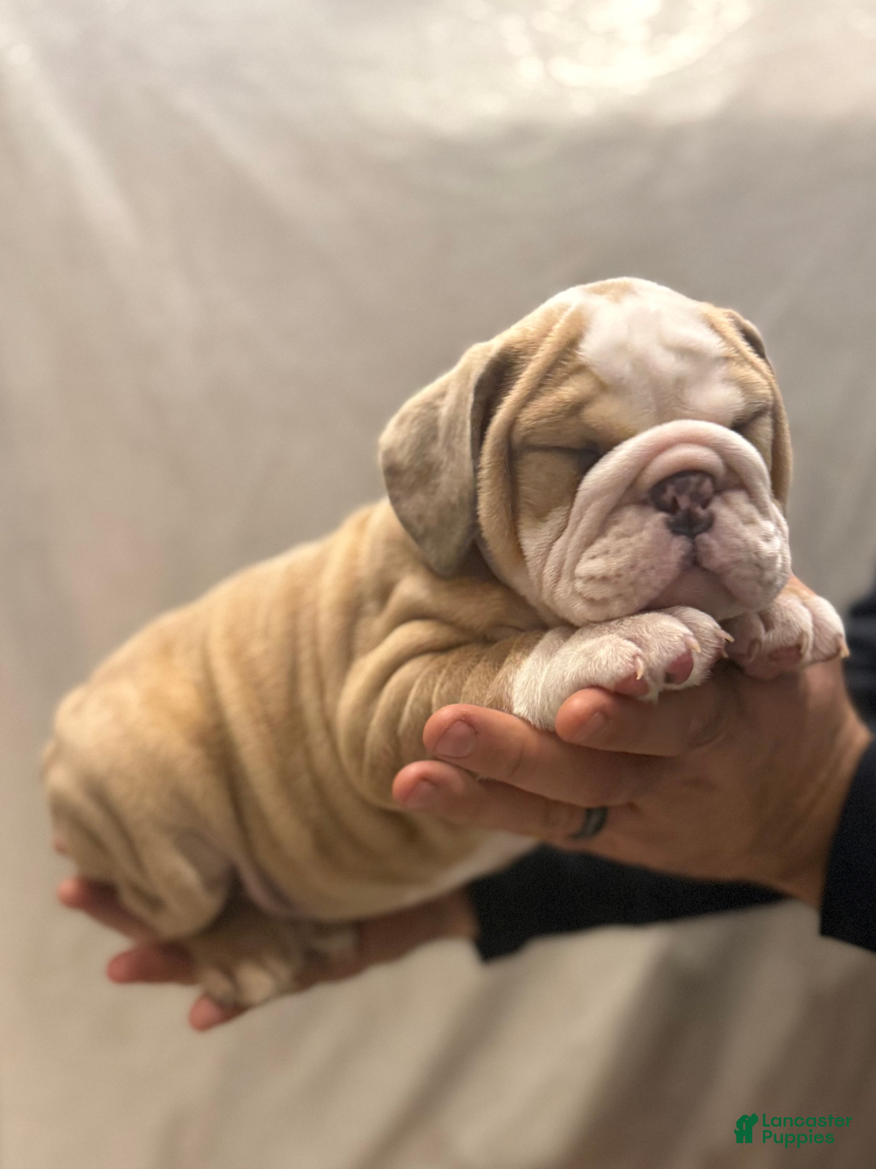 English Bulldog dogs Faith - Ad 19