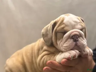 English Bulldog dogs Faith - Ad 38