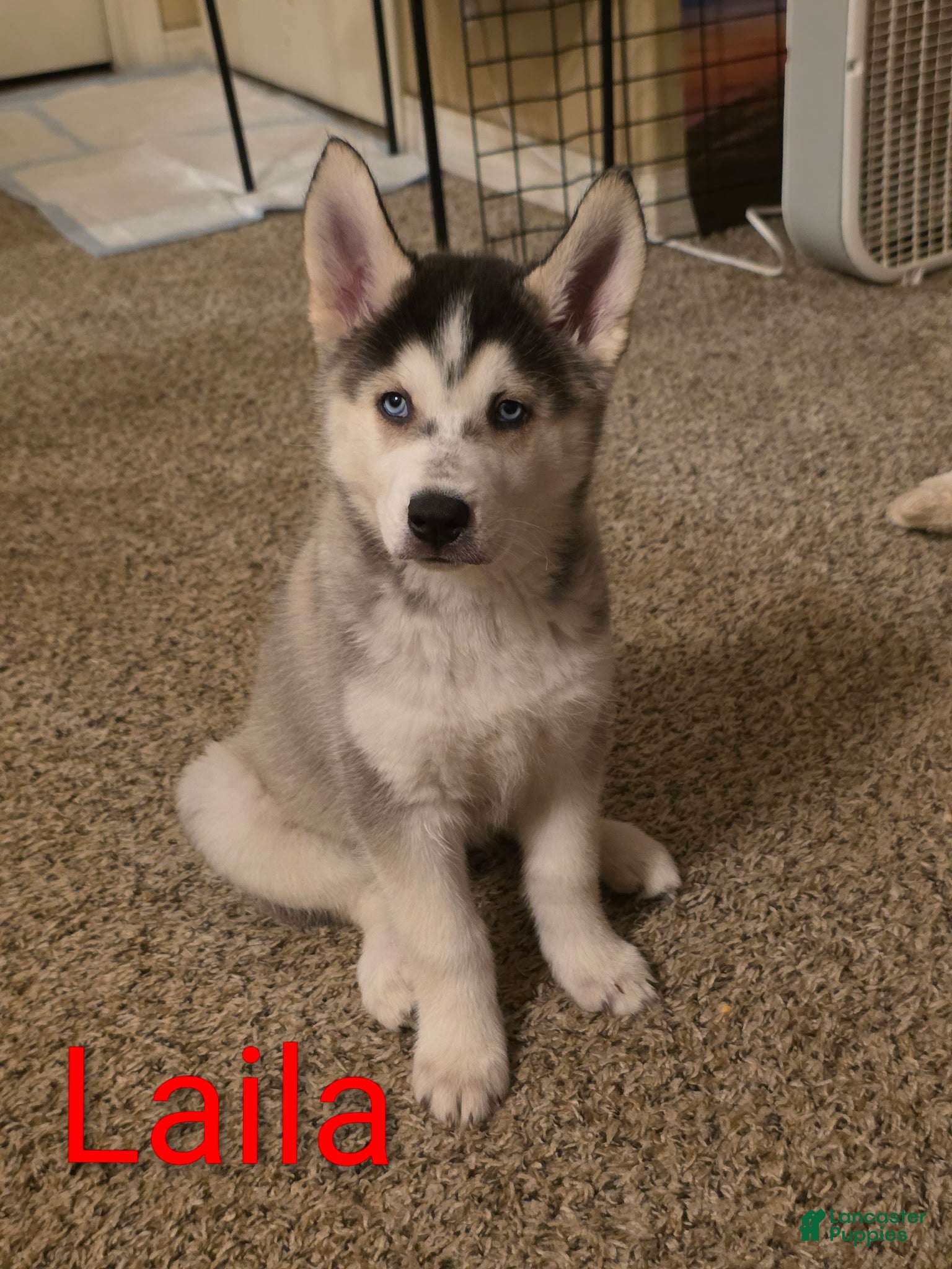 Siberian Husky dogs Laila - Ad 1