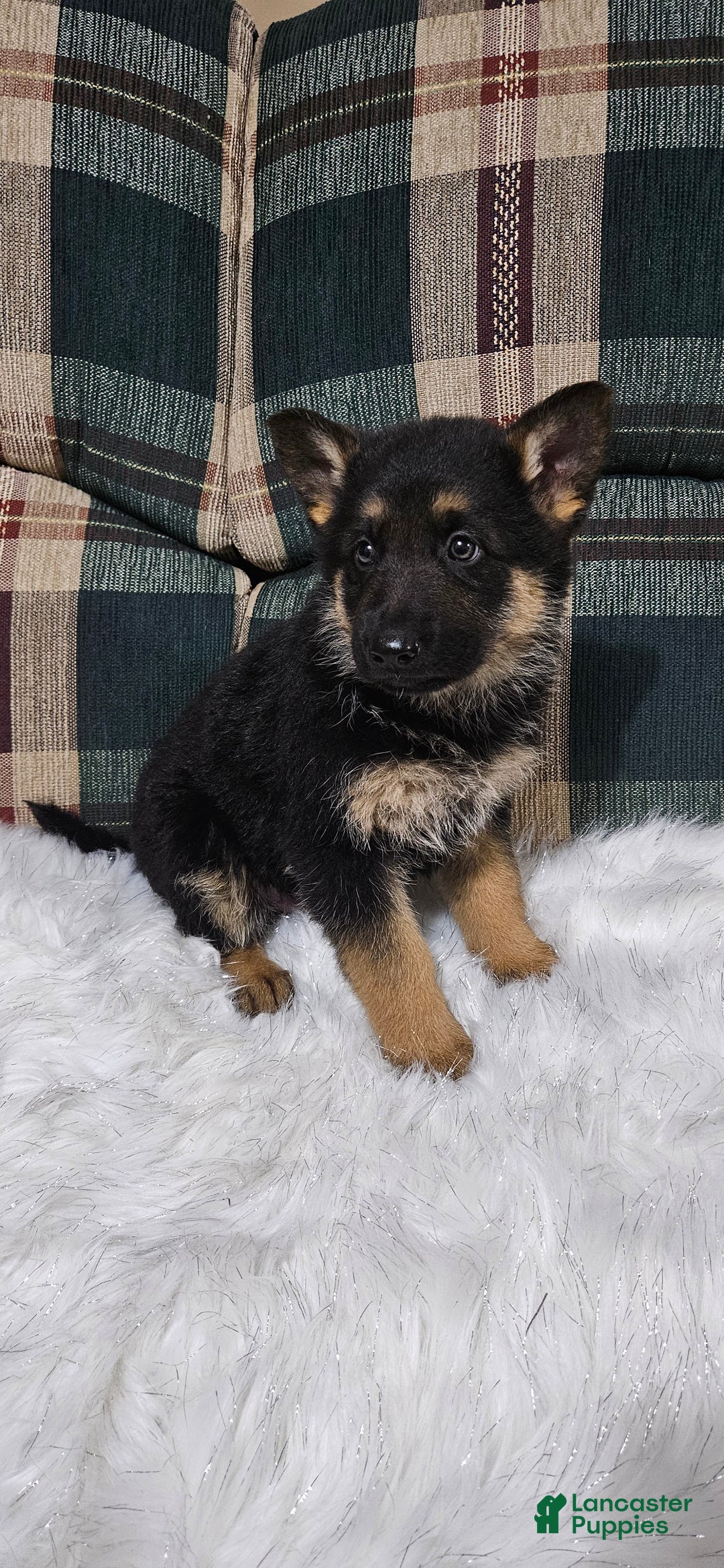 German Shepherd dogs for sale: Finn - Ad 5