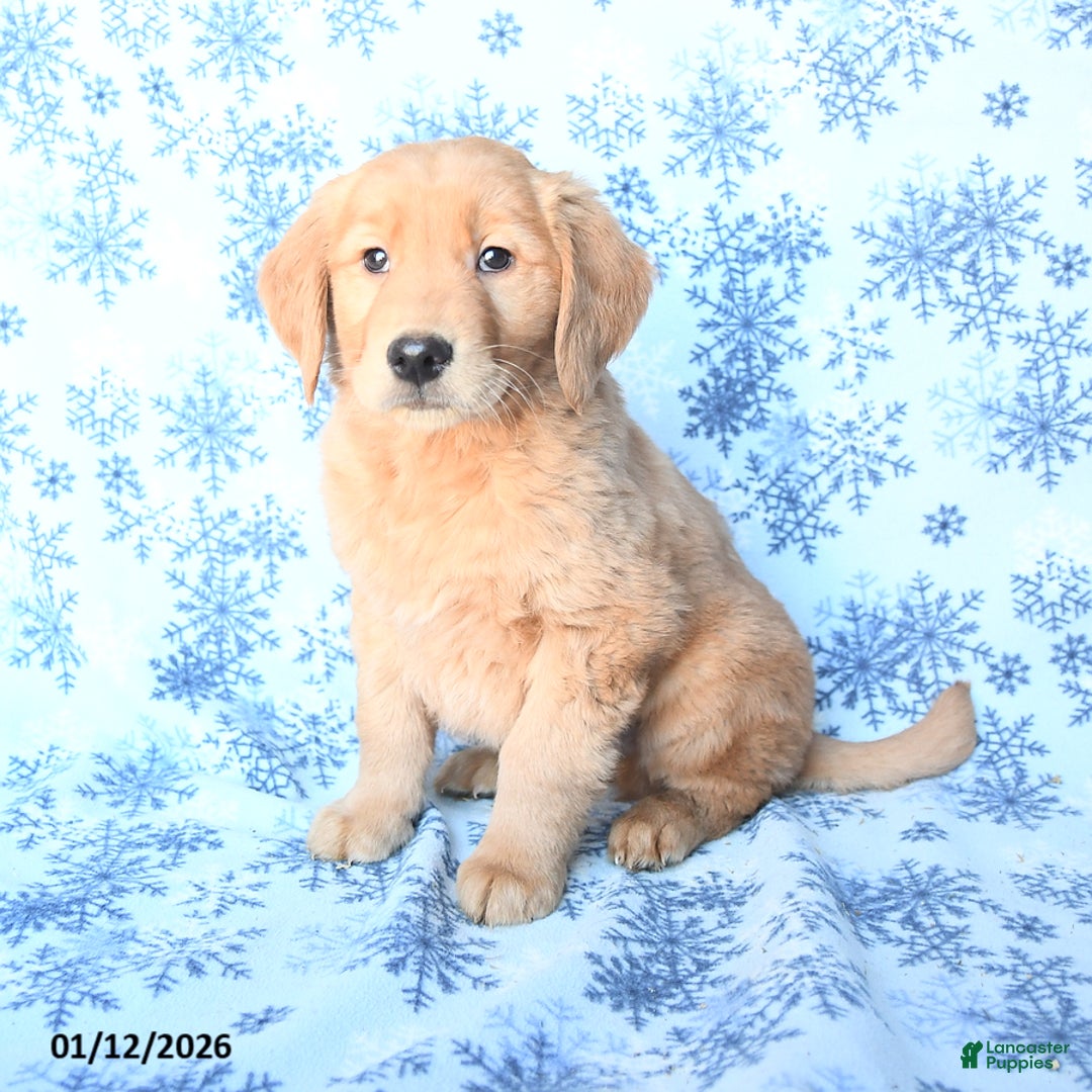 Golden Retriever dogs for sale: Professor - Ad 1