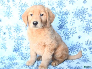 Golden Retriever dogs Professor - Ad 11