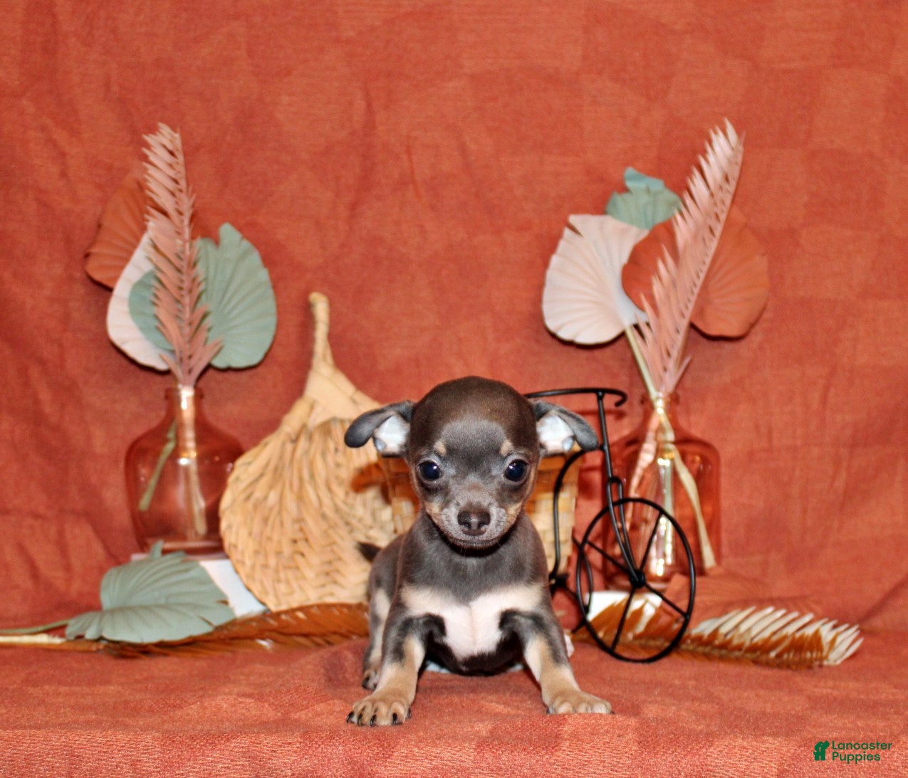 Chihuahua dogs Wendall - Ad 1