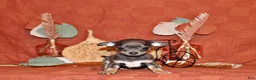 Chihuahua dogs for sale: Wendall - Ad 1