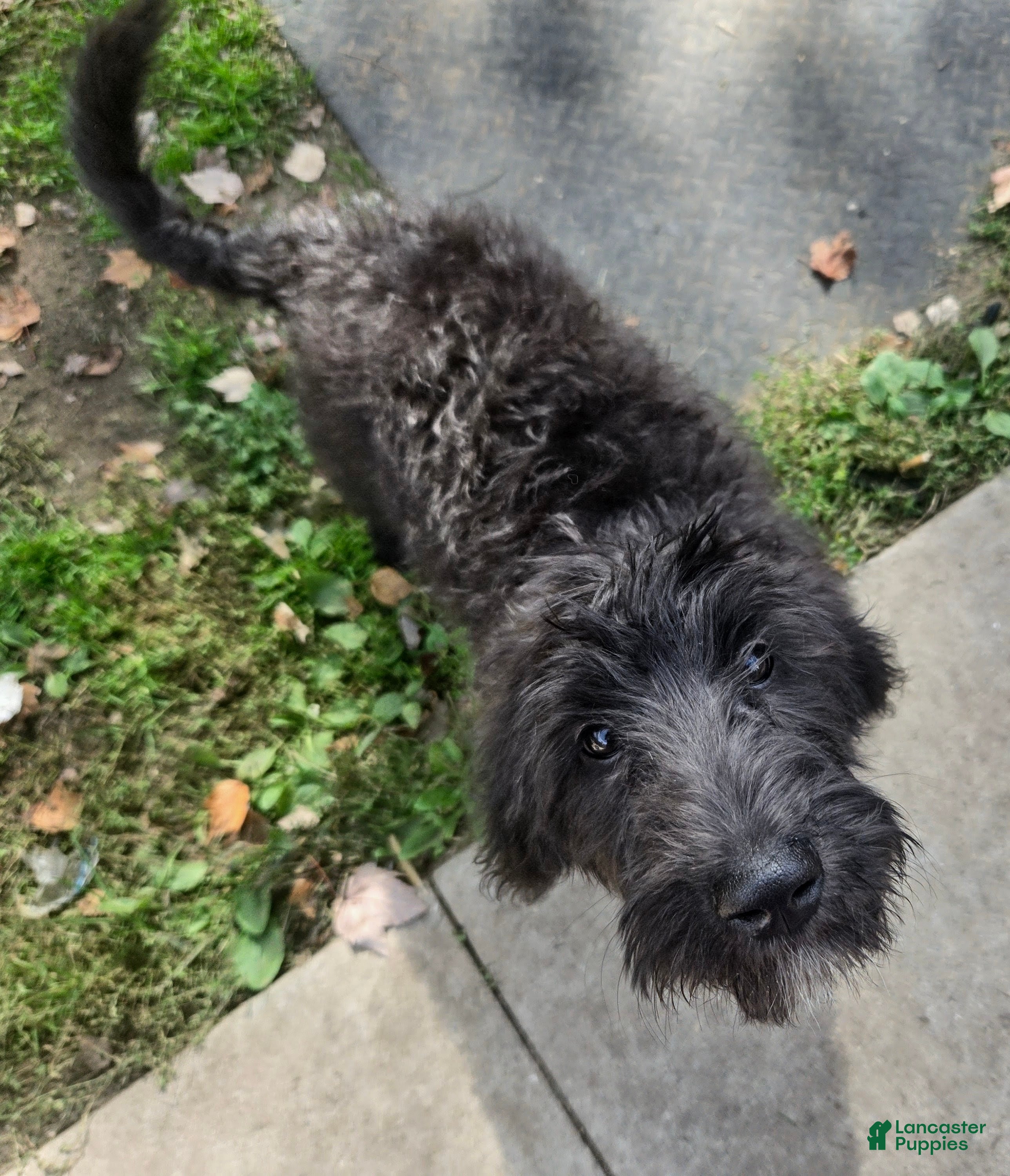 Labradoodle dogs Jessica  - Ad 2