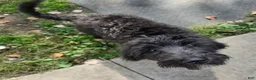 Labradoodle dogs for sale: Jessica  - Ad 2