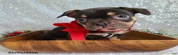 French Bulldog dogs for sale: Snickers - Ad 11