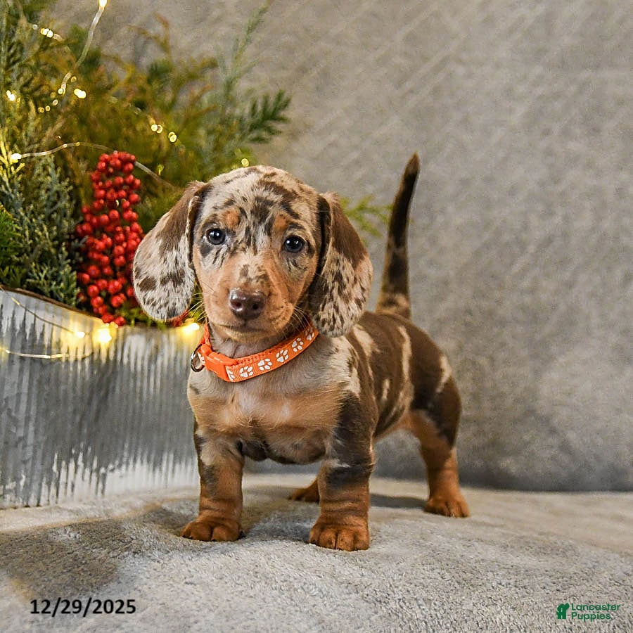 Dachshund dogs Trouble - Ad 3