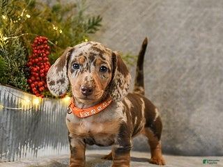 Dachshund dogs Trouble - Ad 3