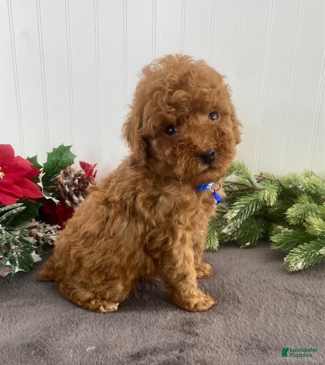 Toy Poodle dogs for sale: Buster - Ad 2