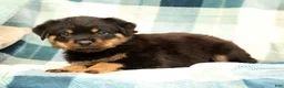 Rottweiler dogs for sale: Atlas - Ad 3