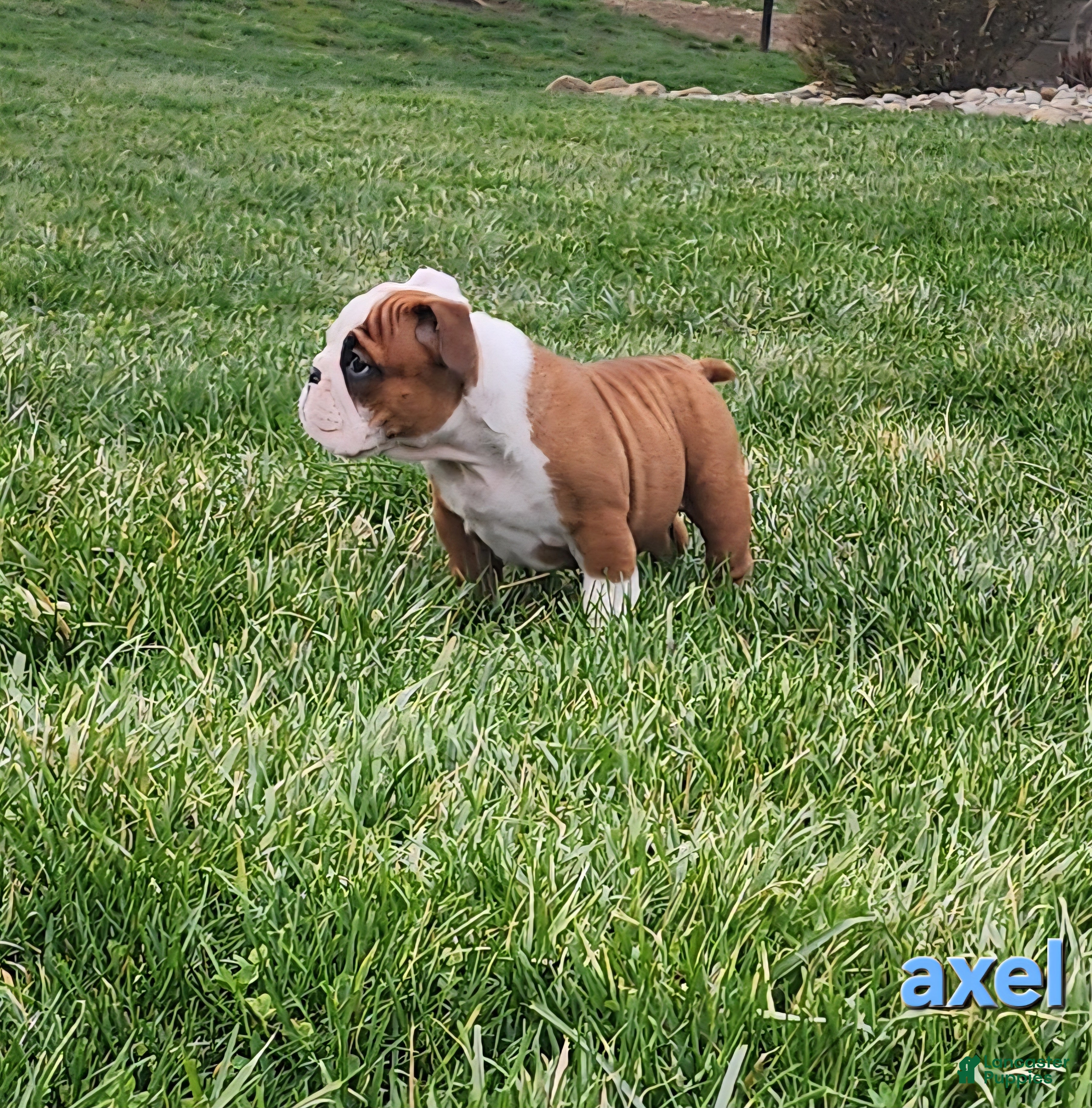English Bulldog dogs AKC Axel  - Ad 2