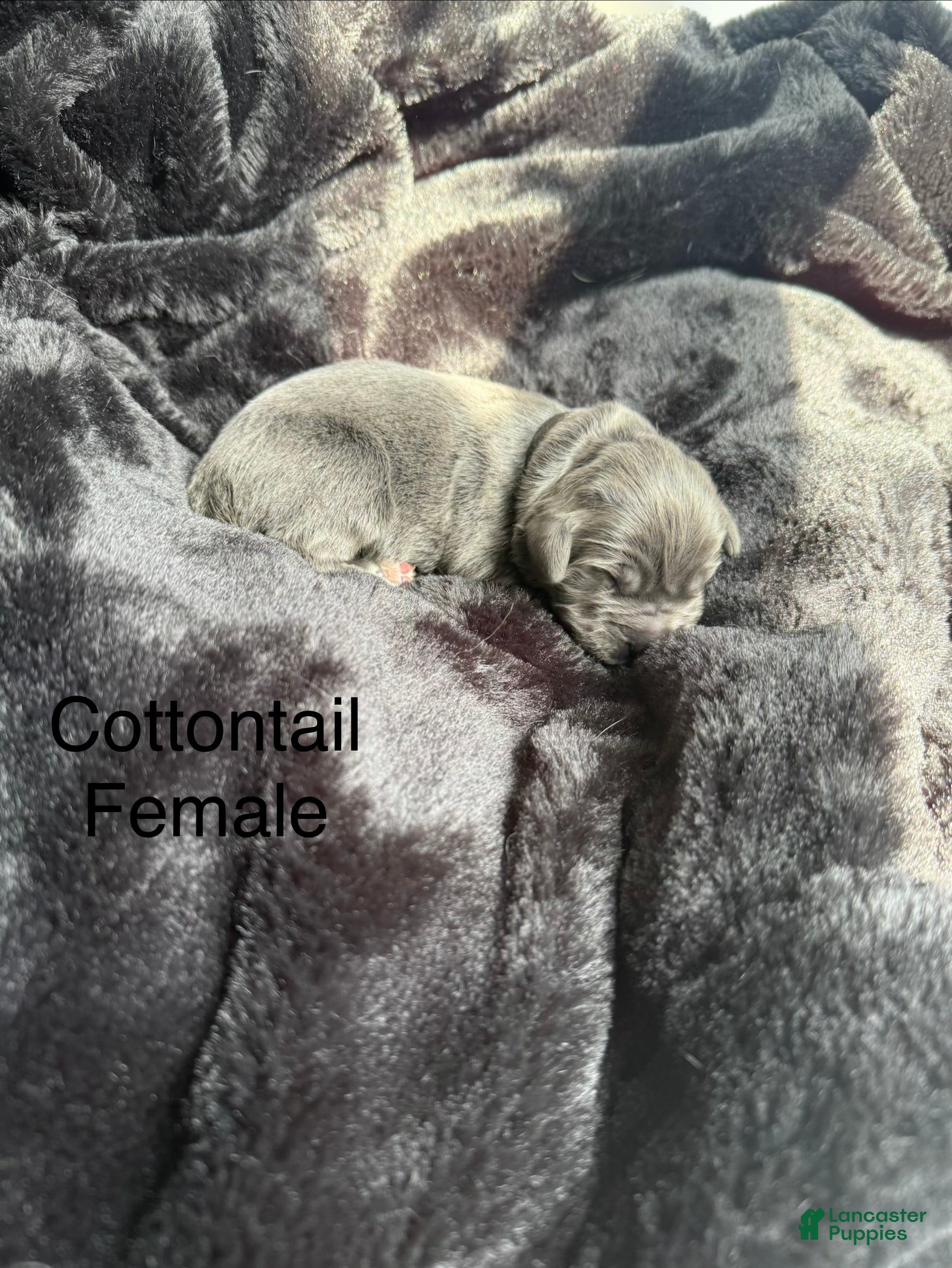 Newfoundland dogs Cottontail - Ad 24