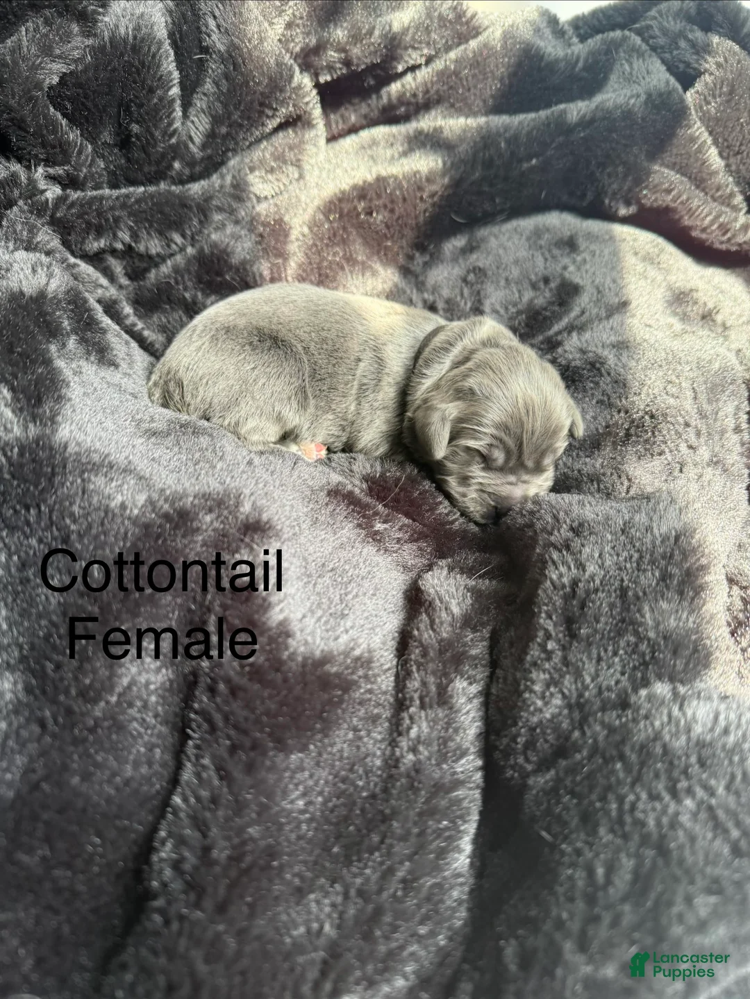 Newfoundland dogs for sale: Cottontail - Ad 1