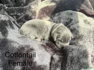 Newfoundland dogs Cottontail - Ad 19