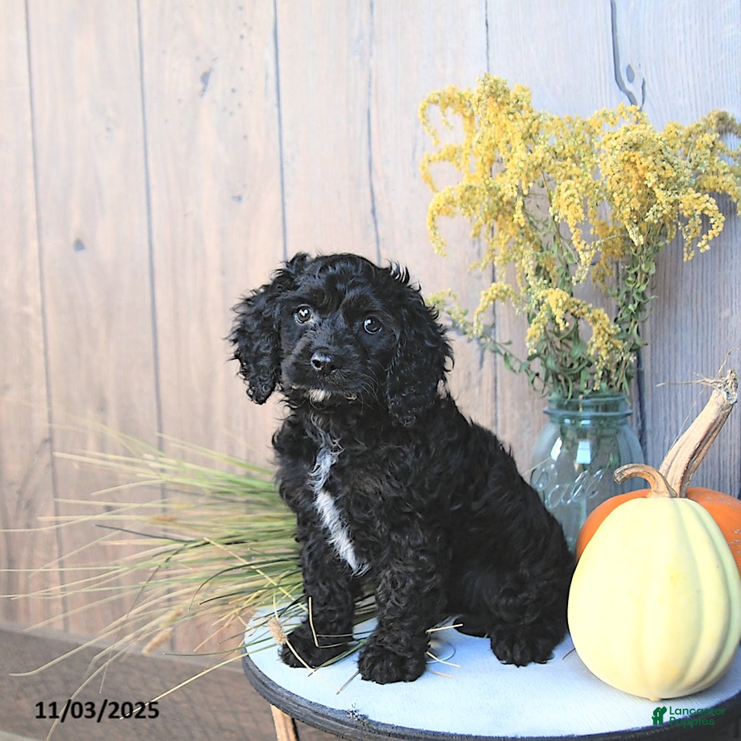Cockapoo dogs for sale: Chloe - Ad 2
