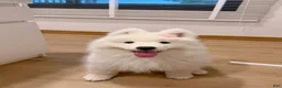 Samoyed dogs for sale: Mona - Ad 4