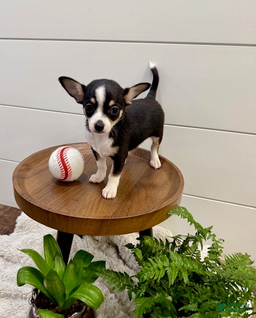 Chihuahua dogs Jamie - Ad 2