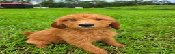 Goldendoodle dogs for sale: Daisy - Ad 2