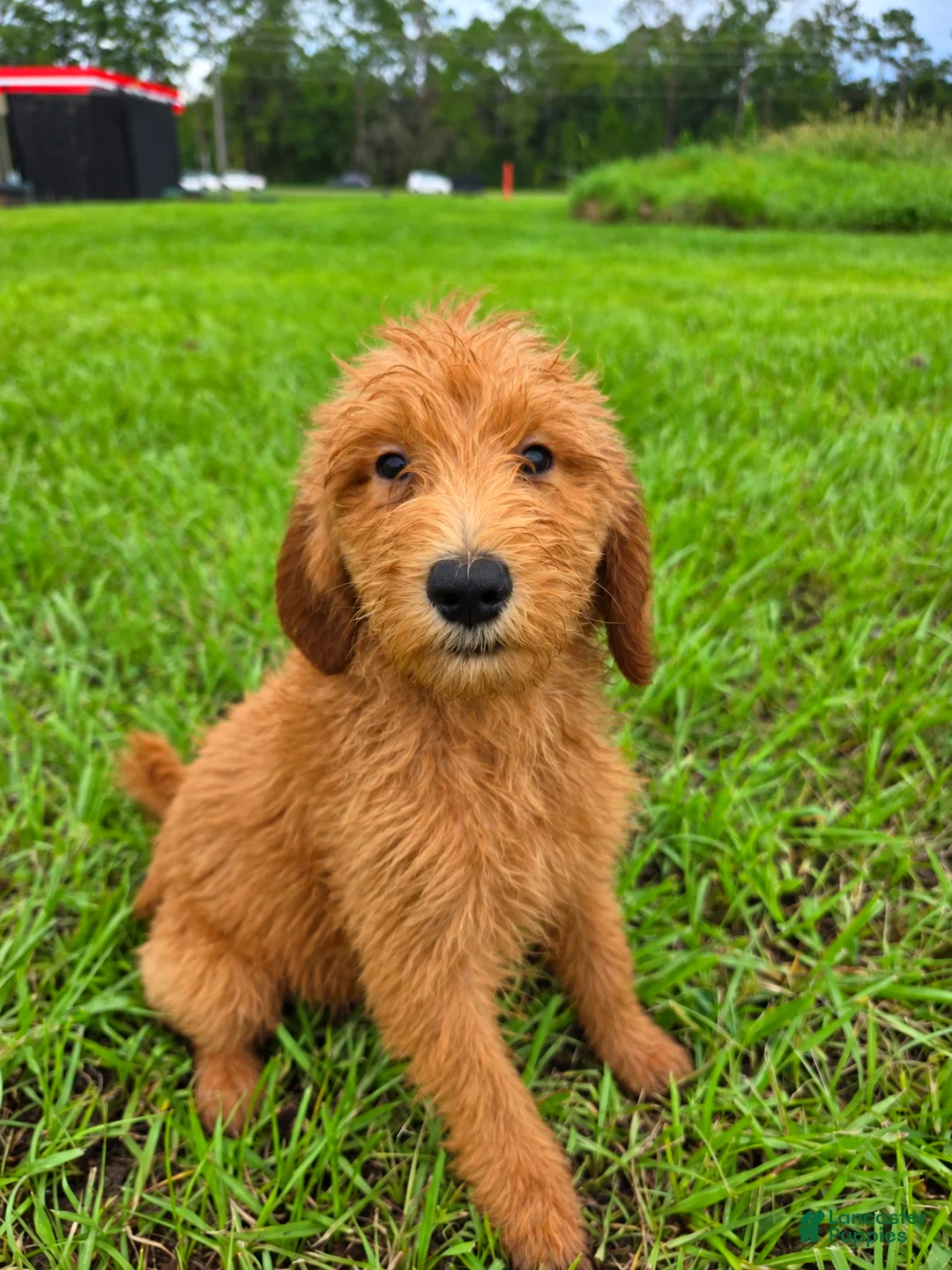 Goldendoodle dogs for sale: Daisy - Ad 2